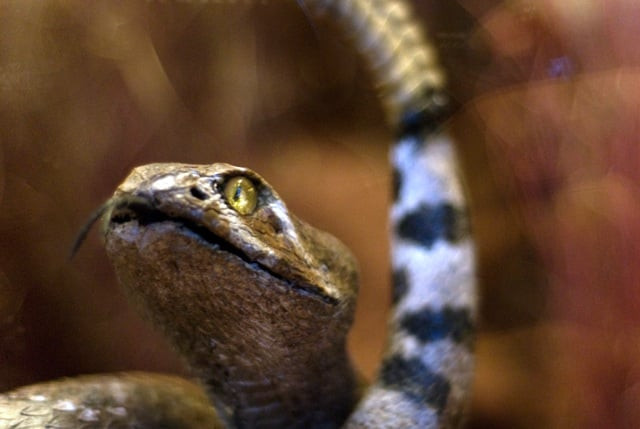 student bitten by a snake at lumhs hostel dies on friday student bitten by a snake at lumhs hostel dies on friday