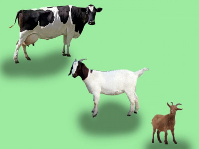 an open letter to bakra mandi owners an open letter to bakra mandi owners