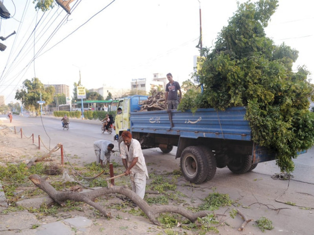 with small fines tree fellers get free rein in karachi with small fines tree fellers get free rein in karachi