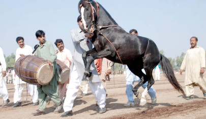 culture promotion horses dancing to the beat of the dhol
