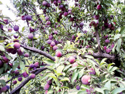 inaccessible and investment starved plum haven awaits impetus inaccessible and investment starved plum haven awaits impetus