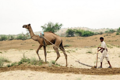 in thar crops wait in their beds of soil for the rain to come
