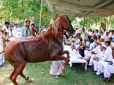 summer events horses dance race at tourism festival