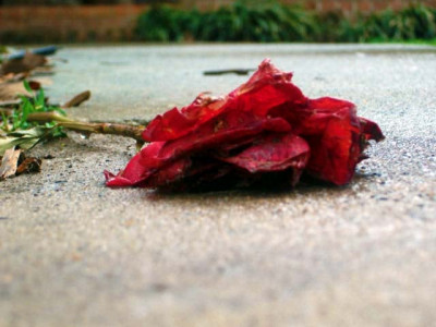 a crushed rose