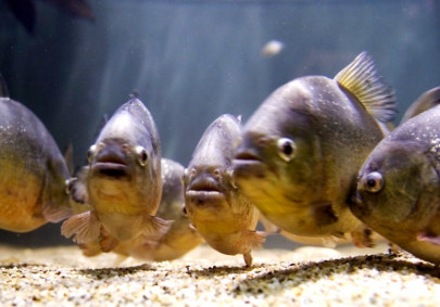 wanted dead or alive chinese city puts bounty on piranhas