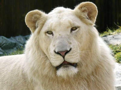 south african white lions to land in karachi south african white lions to land in karachi