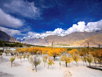 documentation cataloguing our forests documentation cataloguing our forests