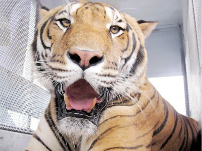visitors disappointed as zoo keeps bengal tigers out of view visitors disappointed as zoo keeps bengal tigers out of view