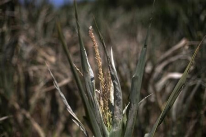 us suffers worst drought in 56 years