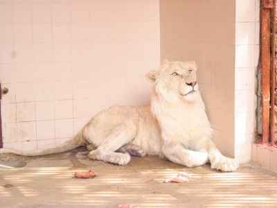 fernando marquis and their furry friends make their public debut fernando marquis and their furry friends make their public debut