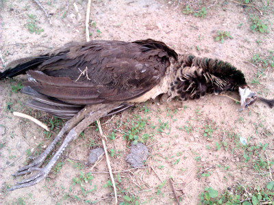 bird by bird thar s bedevilled peacocks dancing to their deaths bird by bird thar s bedevilled peacocks dancing to their deaths