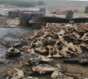 oil production from dead animals fat bones unearthed