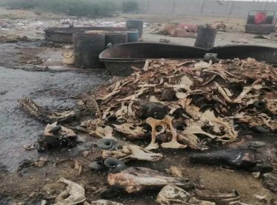 oil production from dead animals fat bones unearthed