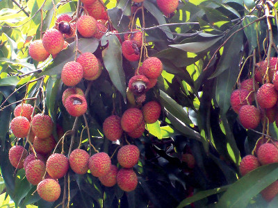 in the food basket of khanpur a tough season for lychee