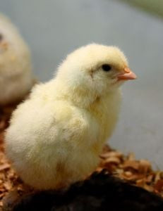 ppa demands withdrawal of rs10 fed on chicks