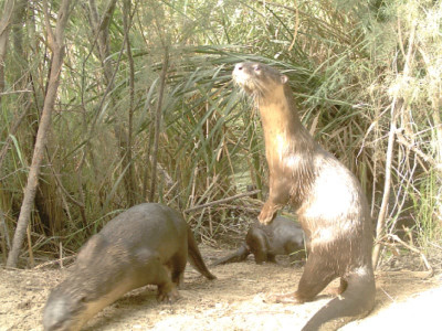 say cheese new spy cameras help catch otters in the act say cheese new spy cameras help catch otters in the act