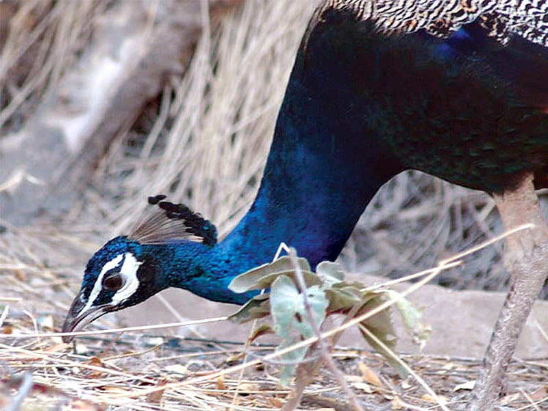 thar s dying peacocks wildlife department denies reports of disease spreading says show us proof