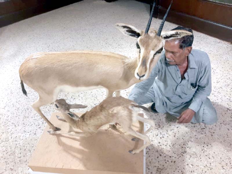 over the past 40 years 64 year old muhammad irfan has preserved countless animals including fish birds mammals and reptiles making them appear as good as alive photos express