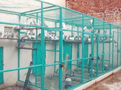 pigeon fancier claims new cross breeds pigeon fancier claims new cross breeds