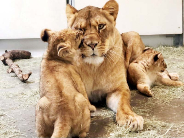 the government wants to sell the surplus animals and birds present in zoos and wildlife parks photo file the government wants to sell the surplus animals and birds present in zoos and wildlife parks photo file