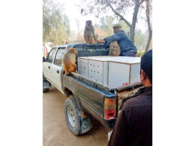 a wildlife department team shifts monkeys seized during a raid at the di khan shrine photo express a wildlife department team shifts monkeys seized during a raid at the di khan shrine photo express