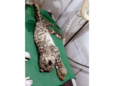 injured snow leopard dies in peshawar