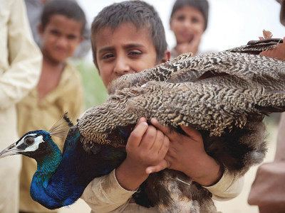 thar s dying peacocks wildlife dept can t contain ranikhet disease