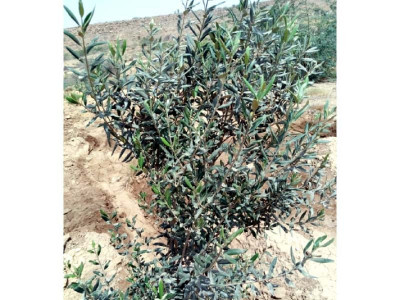 olive trees to bloom in city olive trees to bloom in city