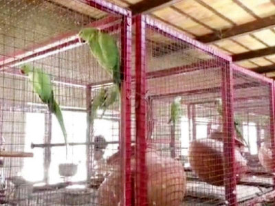 raw parrots endangered by hunting deforestation raw parrots endangered by hunting deforestation