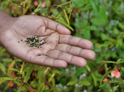 planting native flora to reduce pollution planting native flora to reduce pollution