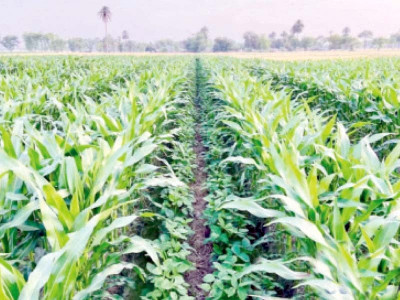 minister pushes for soybean cultivation