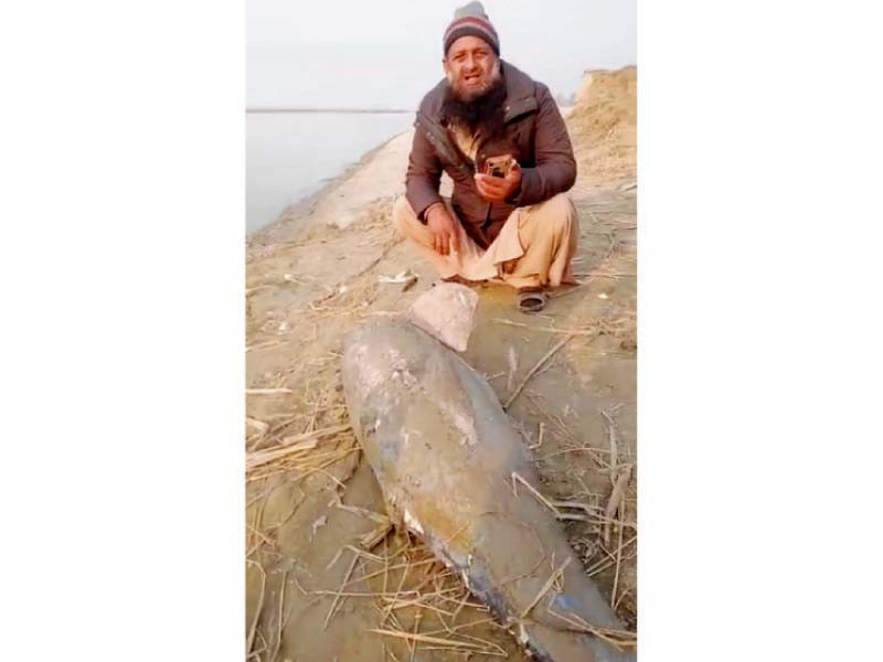 a man sitting beside the dolphin photo express