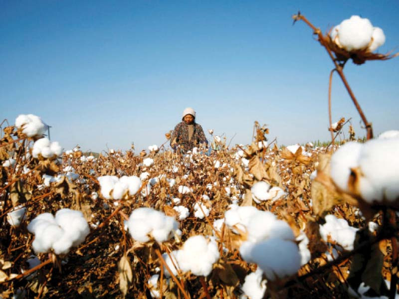 decades low output encouraged textile industry to import 857 373 tons of cotton in previous fiscal year photo reuters