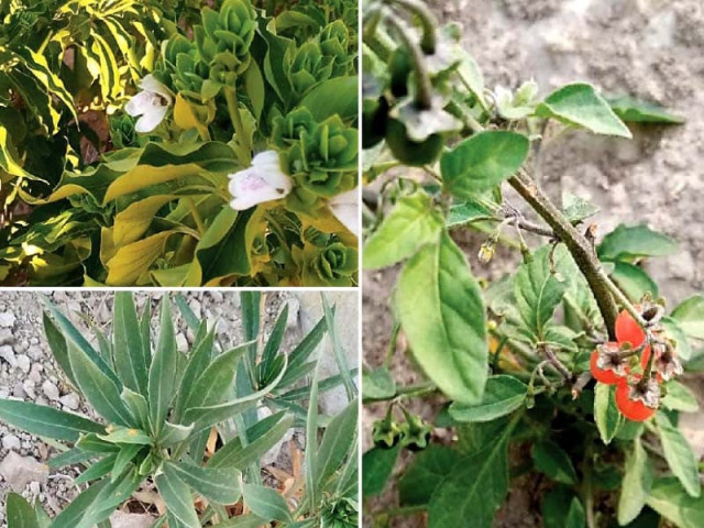 over 100 medicinal plants present in khushab over 100 medicinal plants present in khushab