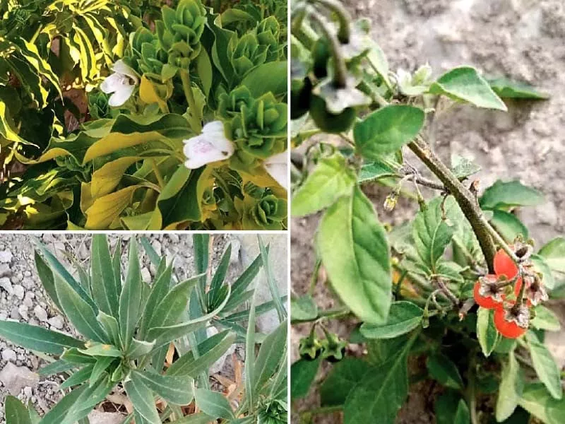 over 100 medicinal plants present in khushab over 100 medicinal plants present in khushab