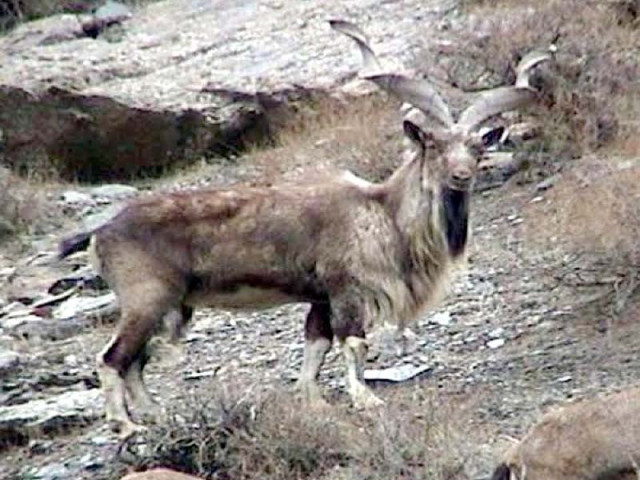 two poachers arrested in chitral two poachers arrested in chitral
