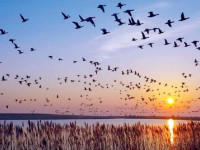 migratory birds from siberia and other extremely cold regions in the north spend winters in the mild climate of sindh photos express
