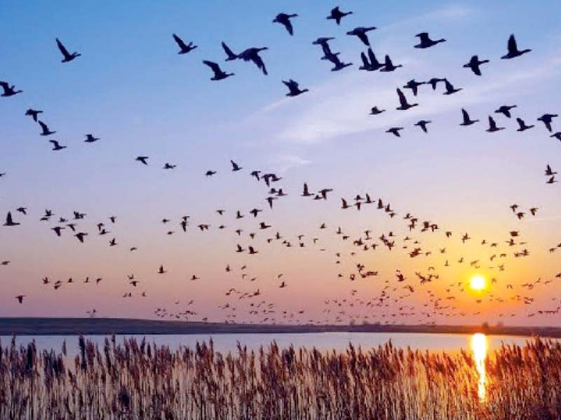 migratory birds from siberia and other extremely cold regions in the north spend winters in the mild climate of sindh photos express
