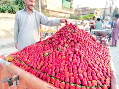 pushcart bazaars to launch today