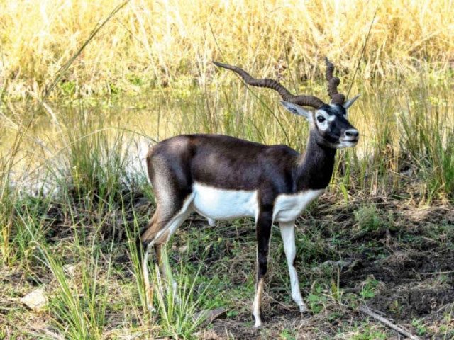 wildlife photo app wildlife photo app