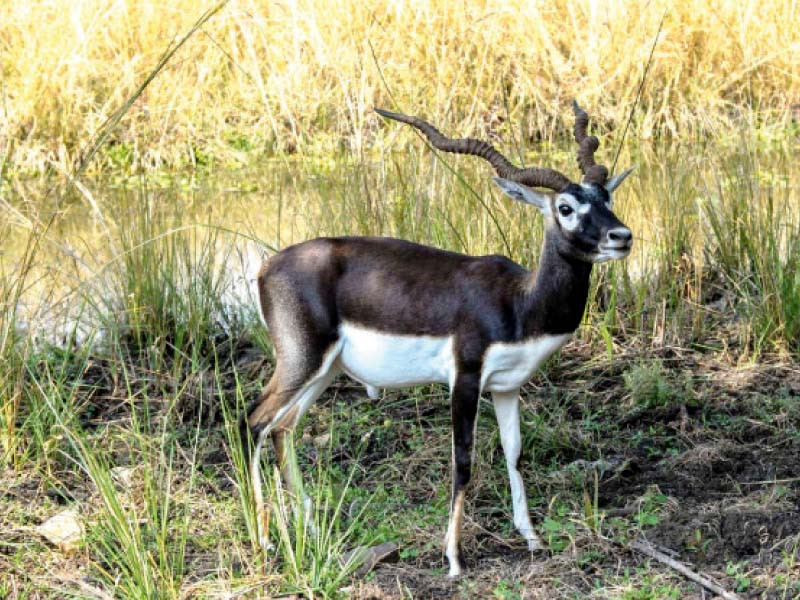 specimens of the black deer bred in fort abbas by the punjab wildlife department after birth they spend one year in pre release pens where they can acclimate to the natural environment before their release into the wild photo express