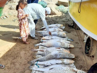 lucky fisherman hauls in prized load of large croakers