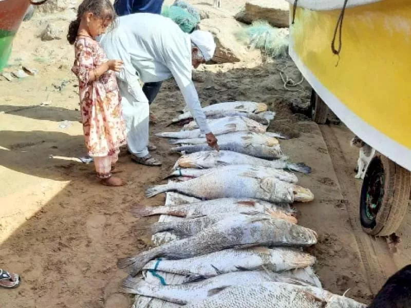 lucky fisherman hauls in prized load of large croakers lucky fisherman hauls in prized load of large croakers