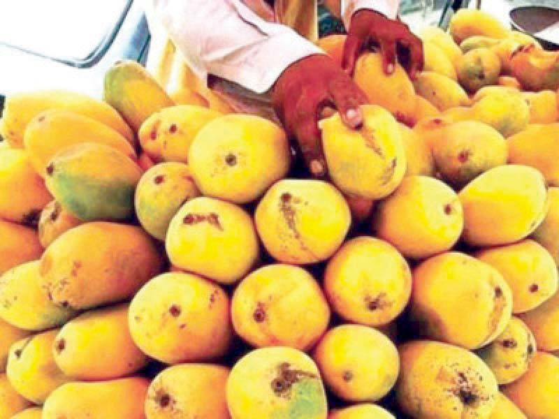 pakistan is facing 50 to 60 drop in mango production this year due to the effects of climate change and high temperatures photo file