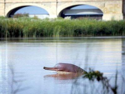 seven endangered dolphins rescued