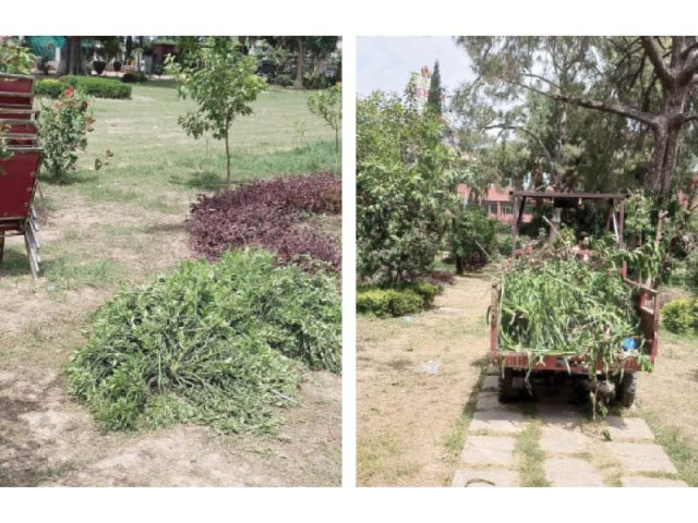 pti workers trample saplings plants at liaquat bagh pti workers trample saplings plants at liaquat bagh