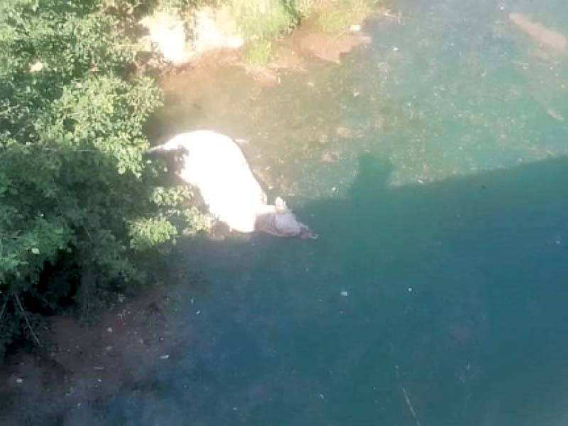 the corpse of a dead animal floats in khanpur dam which is the main source of water for the twin cities photo express