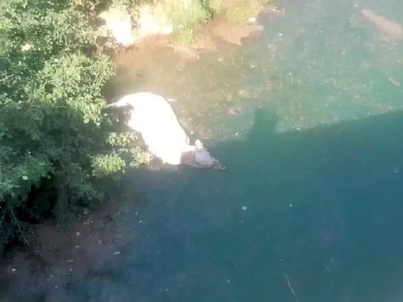 the corpse of a dead animal floats in khanpur dam which is the main source of water for the twin cities photo express the corpse of a dead animal floats in khanpur dam which is the main source of water for the twin cities photo express