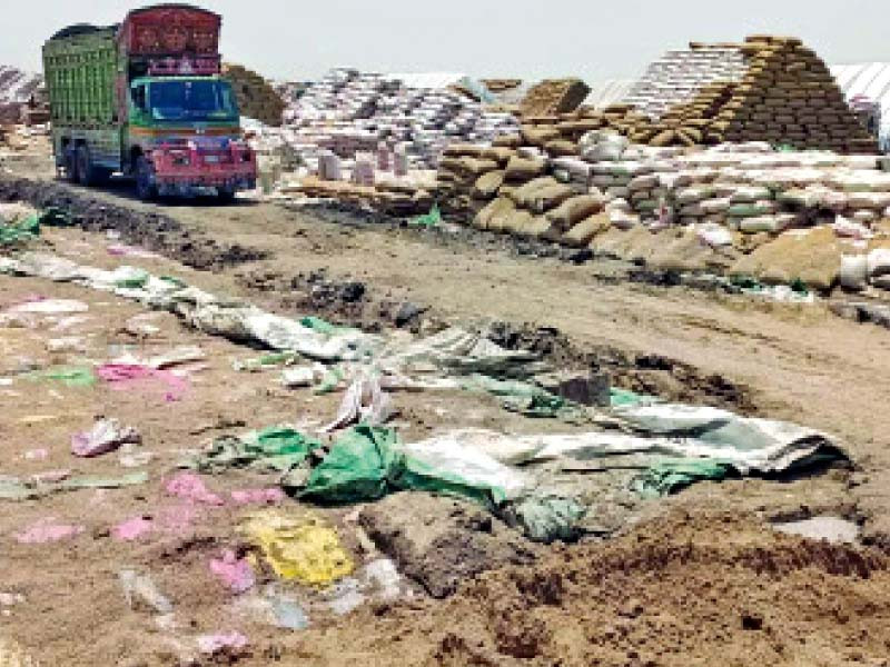 following devastating rains and floods in dera ghazi khan tons of wheat stocked in shadan land procurement center has been damaged by fungus and mold photo express