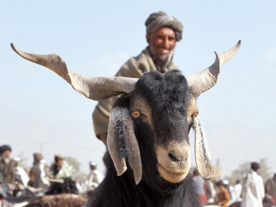 viral outbreak kills more than 150 sheep and goats